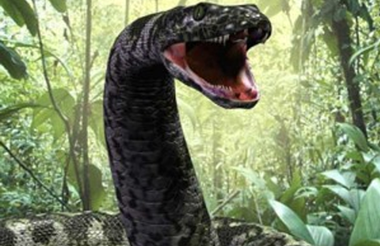 Descubrieron en Colombia la serpiente más grande de la historia: la “Titanoboa”