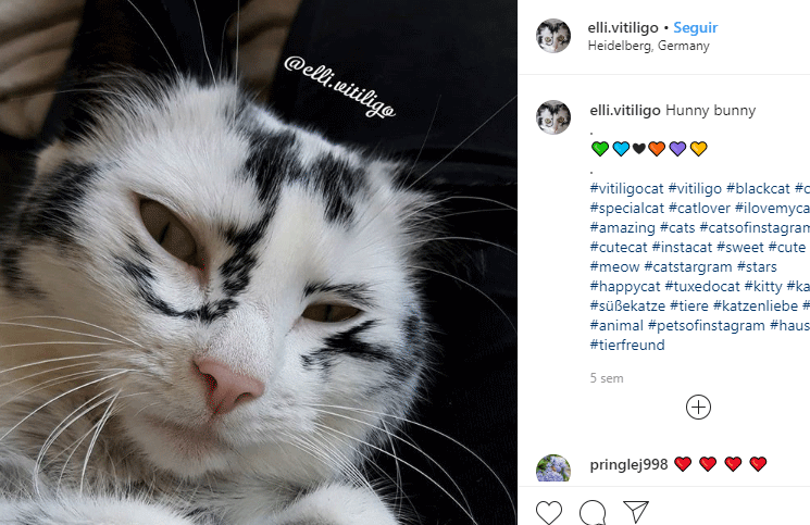 La gatita con vitíligo tiene más de 80 mil seguidores en Instagram