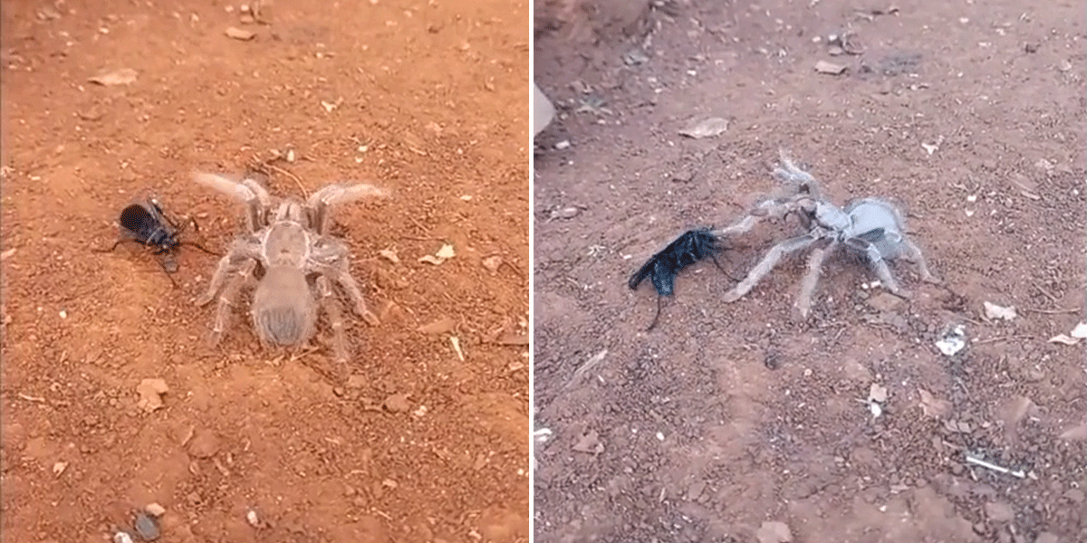 🐝🕷 Filmaron la furiosa pelea entre una tarántula y una avispa negra y se hizo viral: “Épica”