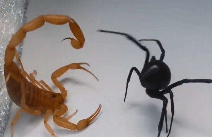 Video: una viuda negra y escorpión protagonizaron una pelea con un final fatal