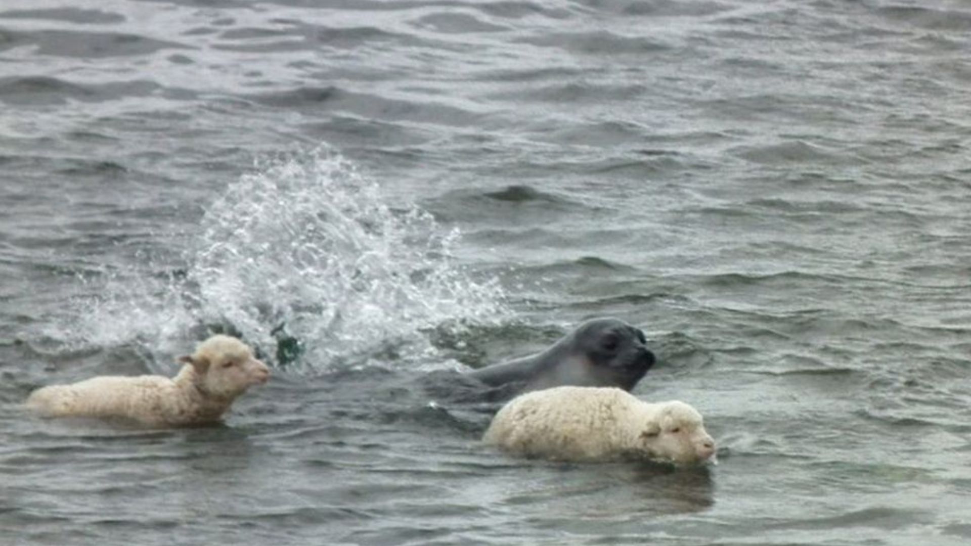Captaron a dos ovejas nadando junto a un elefante marino en Chubut