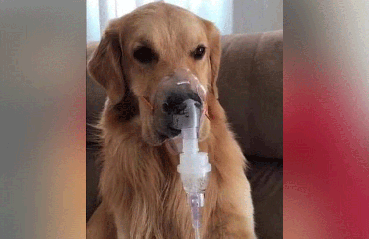 Un perro asmático, que era maltratado por su dueño, fue rescatado por una familia