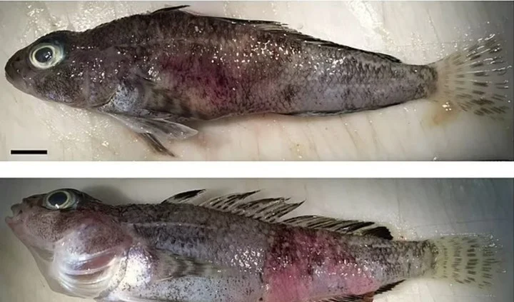 Alerta por peces de la Antártida que desarrollan raros tumores y podrían provocar enfermedades
