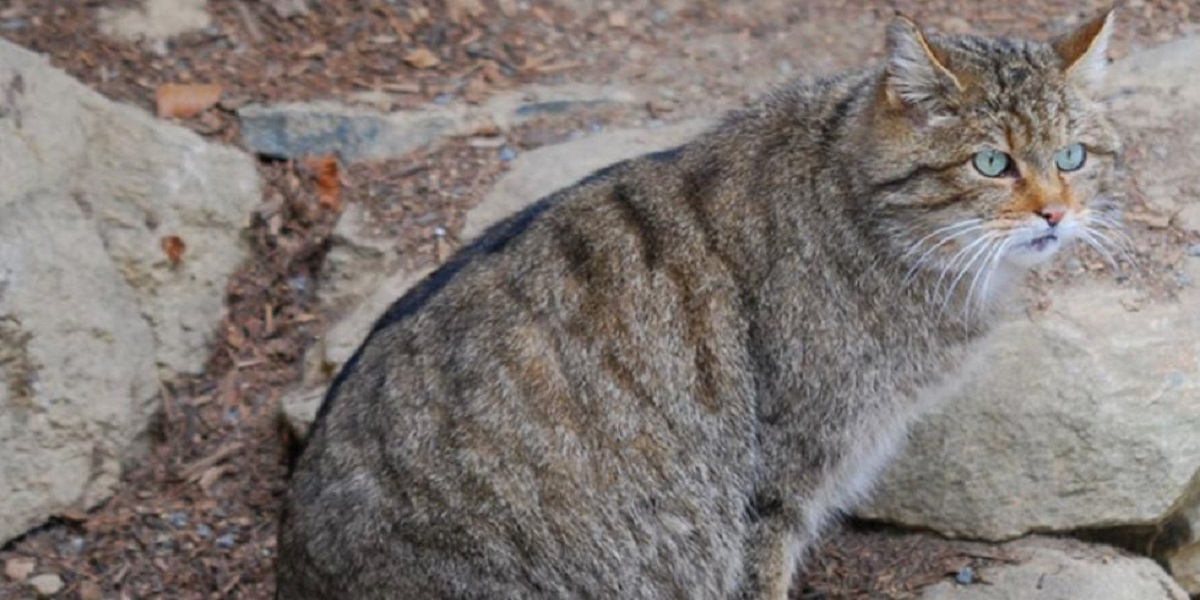Descubren una nueva especie de gato gigante con dientes de sable