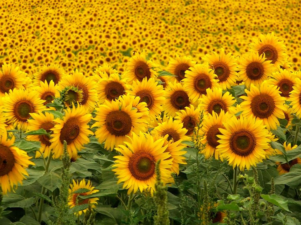 Estimular desde la semilla para que el girasol brille | mitreyelcampo