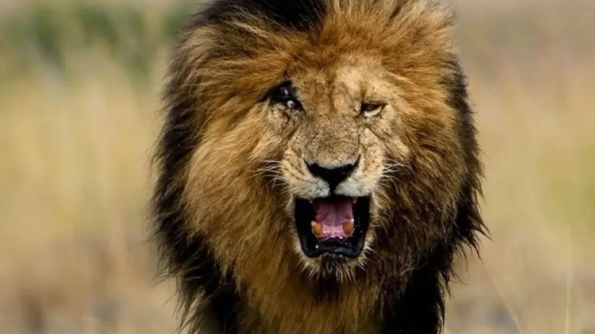 La historia detrás del hombre que murió devorado por el león que cuidaba en  el patio de su casa | La 100