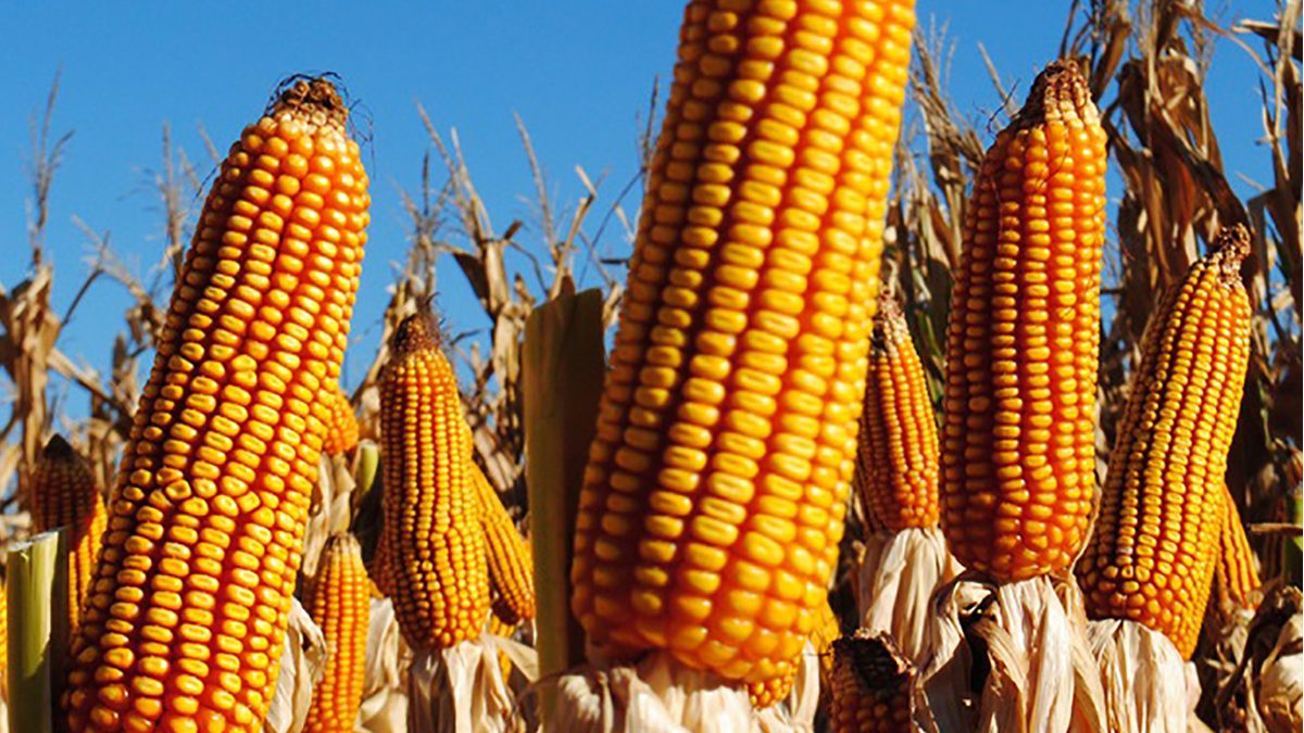 Especial Maíz: El maíz, motor de la bioeconomía mundial | mitreyelcampo