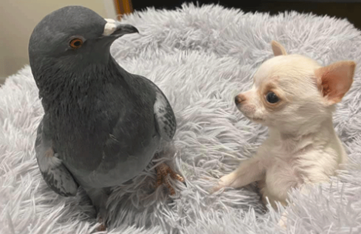 Una paloma y un chihuahua copan las redes con la historia de su conmovedora “amistad”