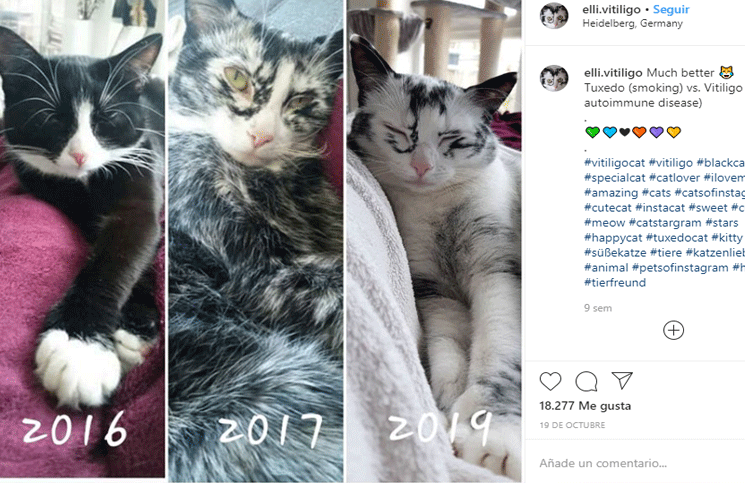 Su dueña publicó fotos que muestran cómo cambió la gatita con los años