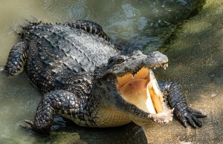 El momento exacto en que un cocodrilo se come un tiburón de un solo bocado  | Cienradios