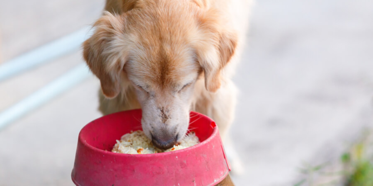 puedo alimentar a mi perro con arroz blanco cocido