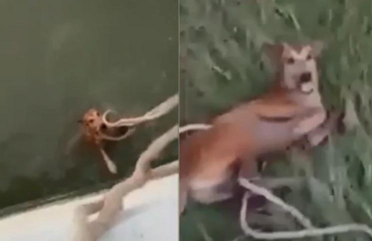 Video: el tremendo esfuerzo de un perro para agarrarse de la soga y salvarse de morir ahogado se hizo viral