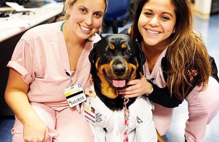 Coronavirus | Dogtor Loki el perro que reparte "kits de curación de héroes" para enfermeras y pacientes
