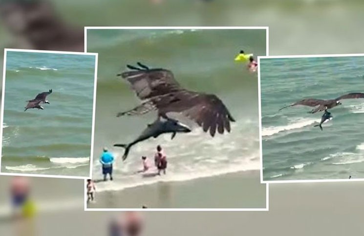 El escalofriante video de un águila cazando a un tiburón en medio de una  playa | La 100