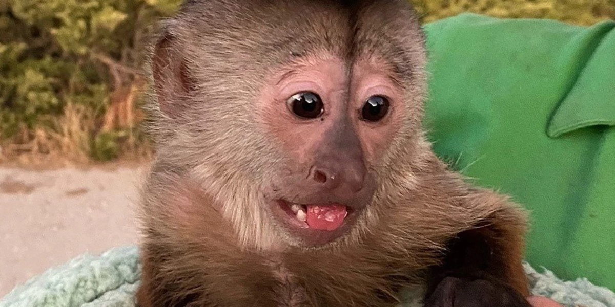 La policía recibió un extraño llamado, lo rastrearon y terminaron en el zoológico: “El mono capuchino”
