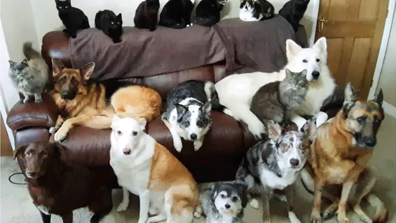 Sus 17 mascotas posaron juntas para una foto familiar y se hizo viral