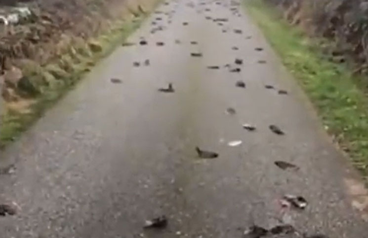 VIDEO | Más de 300 pájaros muertos cayeron en una ruta y nadie sabe por qué 