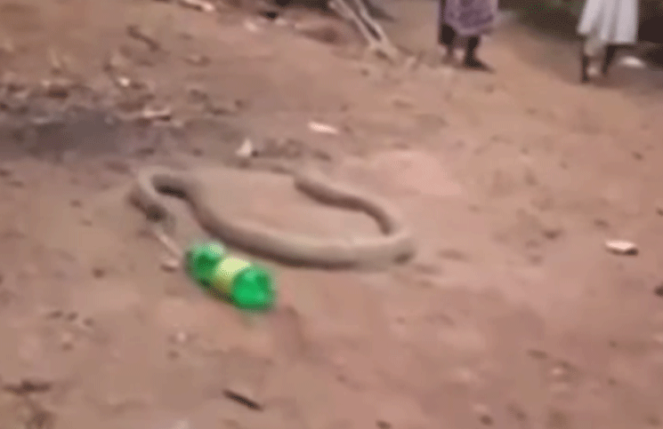 Una serpiente se comió una botella de plástico entera y el video se hizo viral
