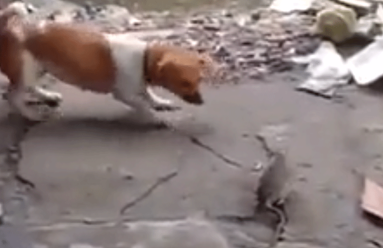 Video viral: un perro y un gato se unen para atrapar a una enorme rata
