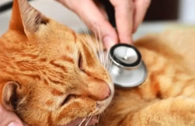 Coronavirus confirmaron el caso del primer gato infectado en España