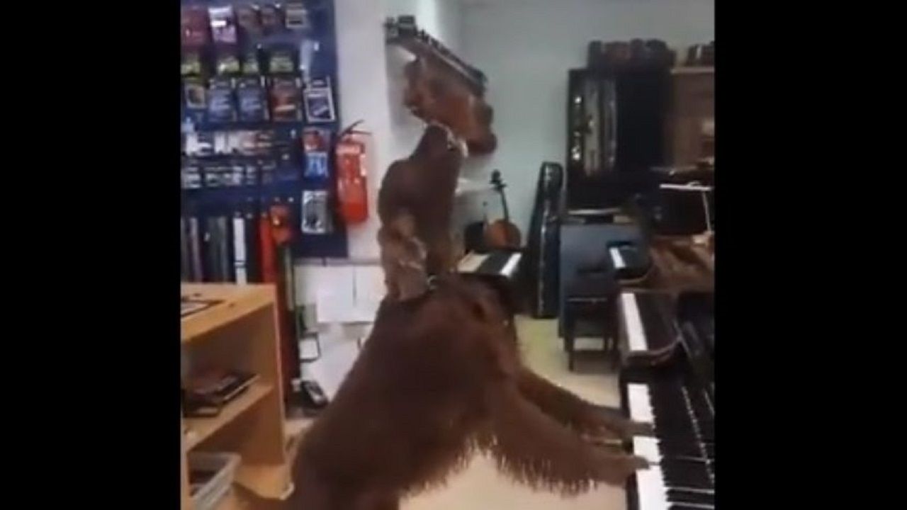 ¡Talento canino! Una perra sorprende al tocar el piano y “cantar” con una coordinación impensada