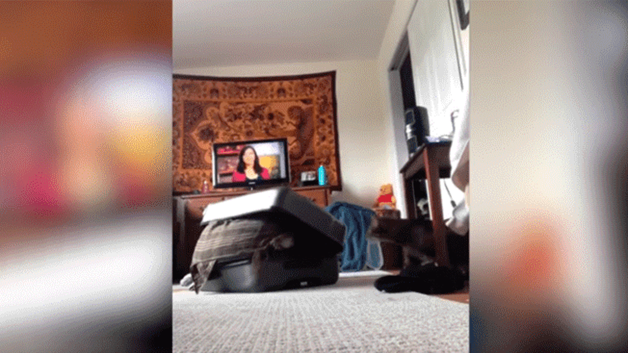 VIDEO| quería asustar a su novio y el gato le arruinó la broma