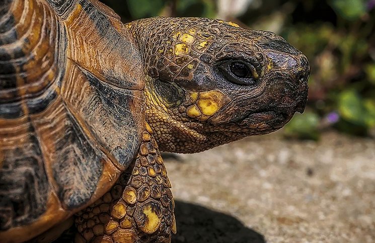"Pico de águila" y "cola de cocodrilo": la extraña tortuga que se hizo viral