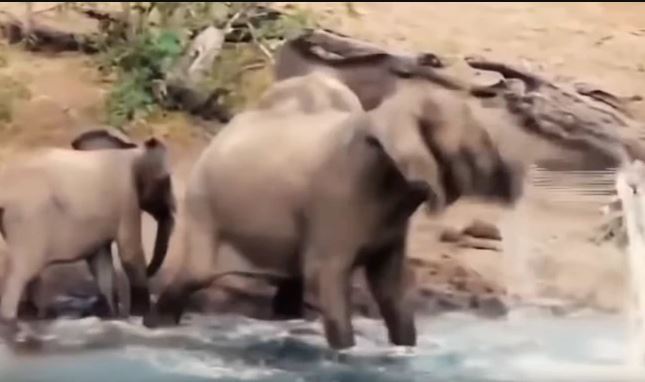 Un Elefante Se Distrajo Tomando Agua Y Fue Brutalmente Atacado Por Un Cocodrilo La 100