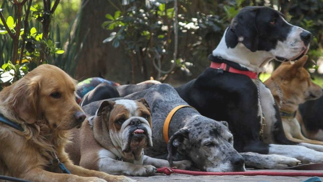 Una familia quiere adoptar y darles el apellido a sus perros