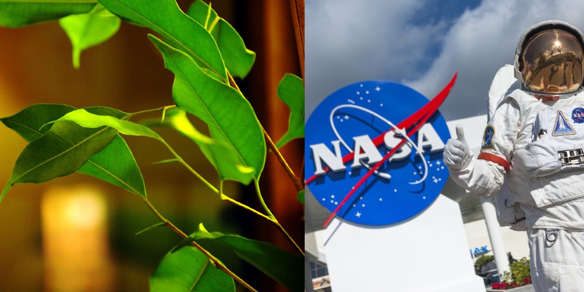 La NASA recomendó una planta para purificar la casa y eliminar toxinas del “Síndrome del edificio enfermo”