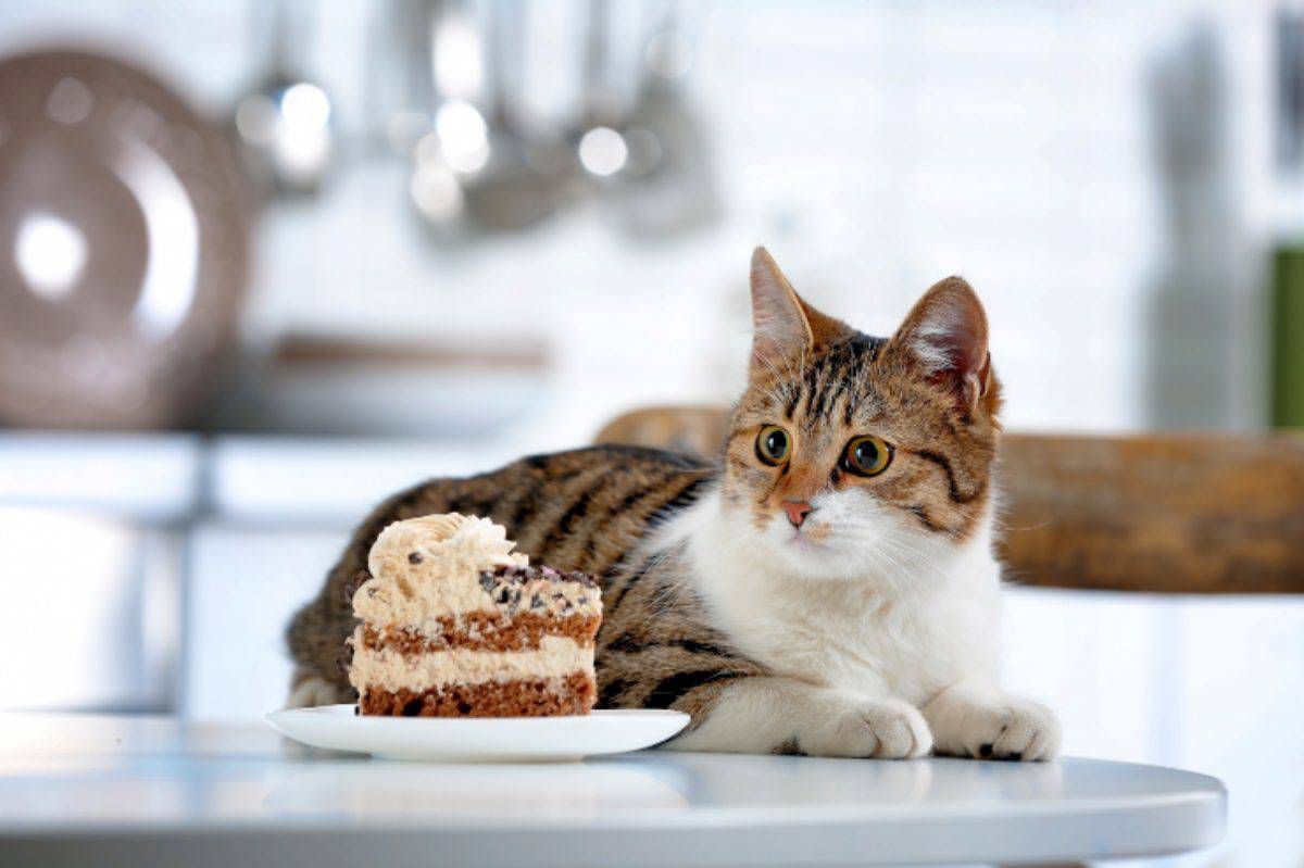 😺La razón por la que los gatos no detectan el sabor dulce 