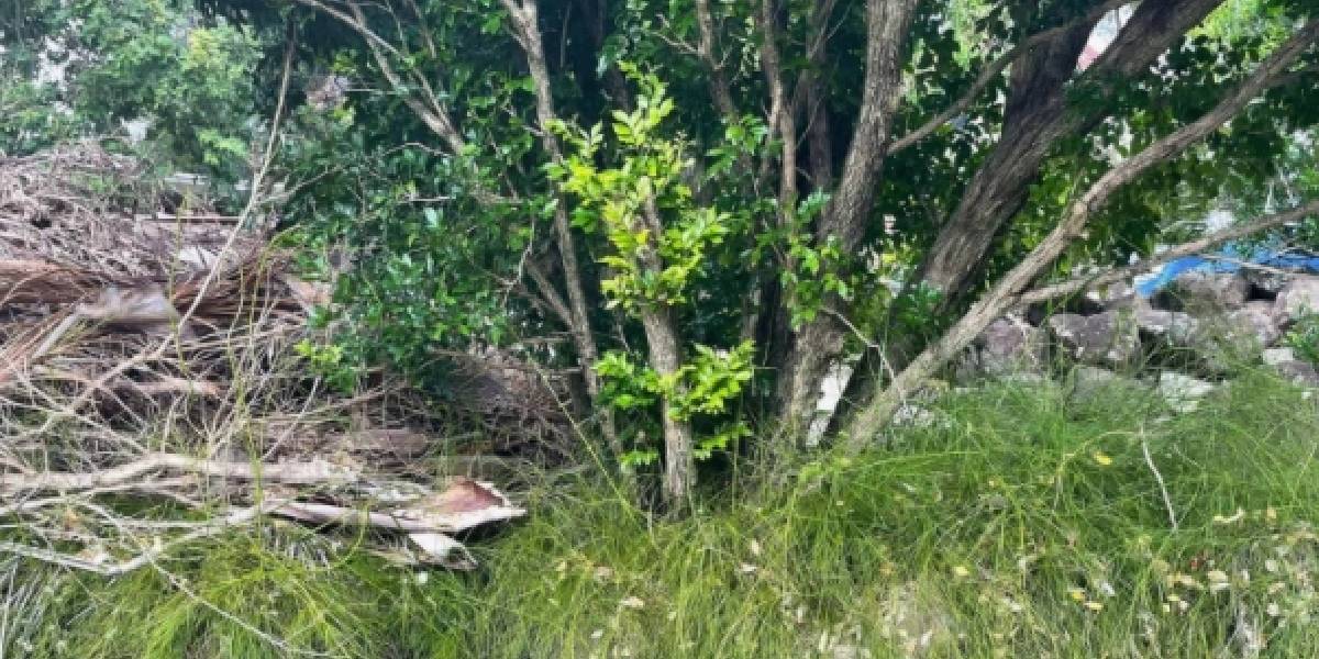 Reto viral: encontrá la serpiente escondida entre los árboles (solo para arriesgados)