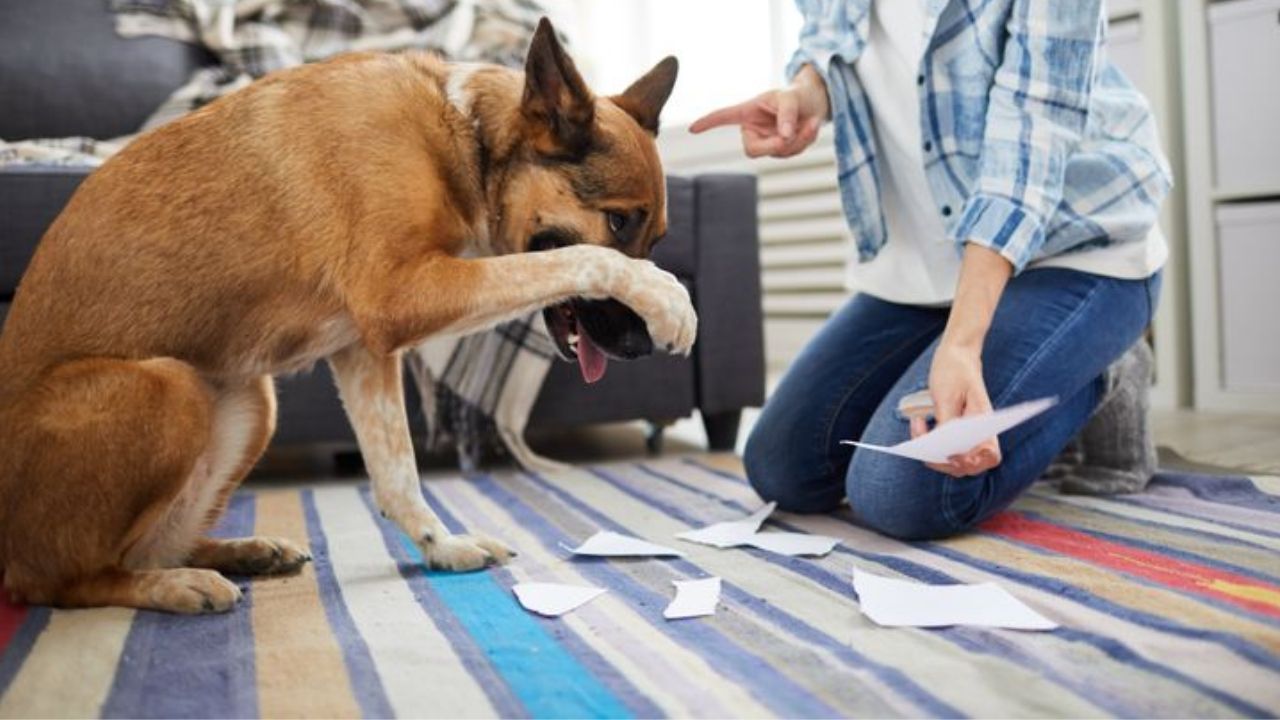 Aseguran que gritarle a un perro le causa serios problemas de conducta |  Mia FM