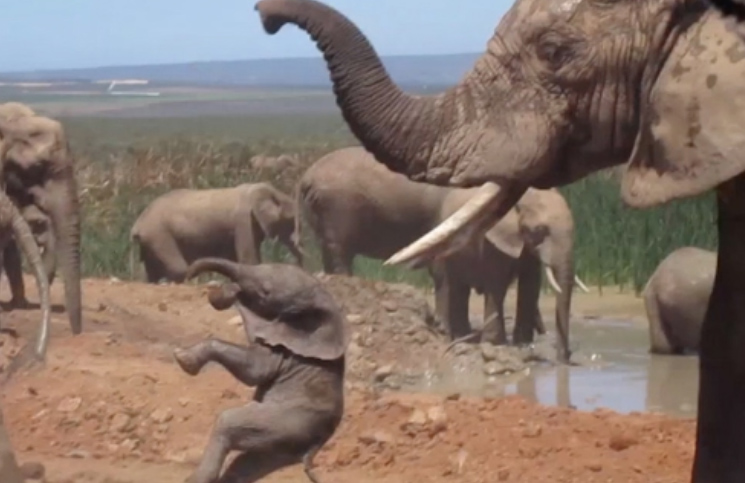 Viral: el video del elefante que revolea a su cría por los aires