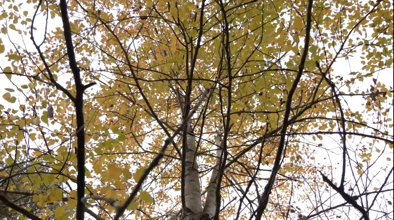 Autumn Birch Tree