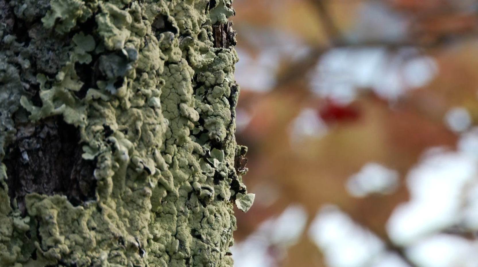 Mossy Tree