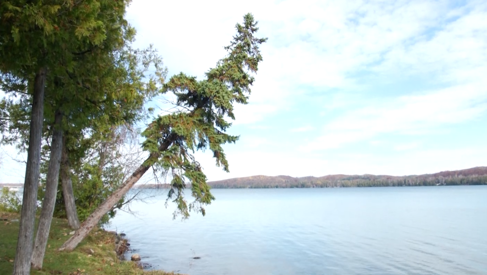 Tree On The Banks Of Water