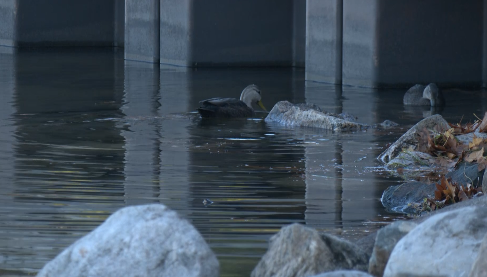 Ducks By Rocks