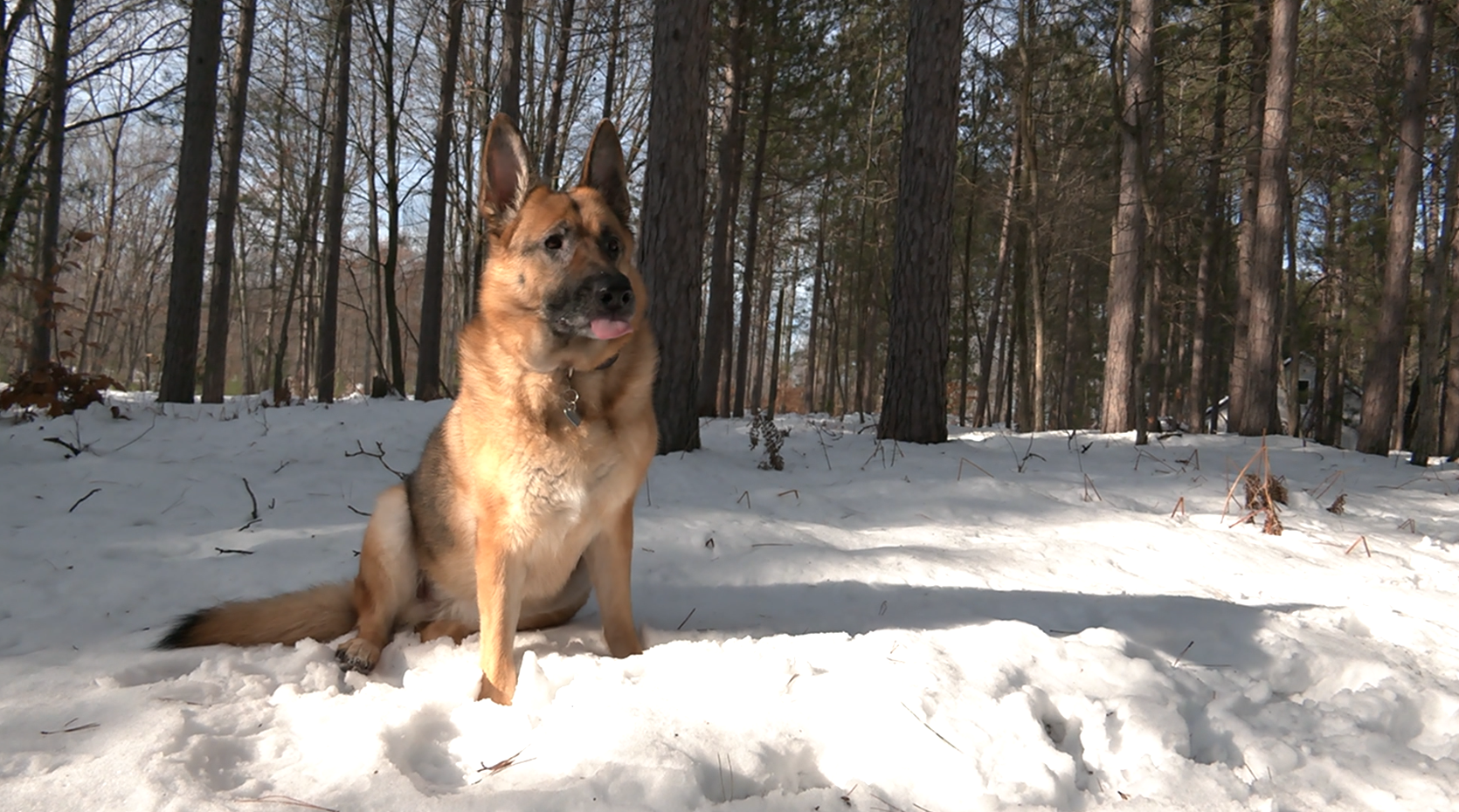 Sadie In The Woods