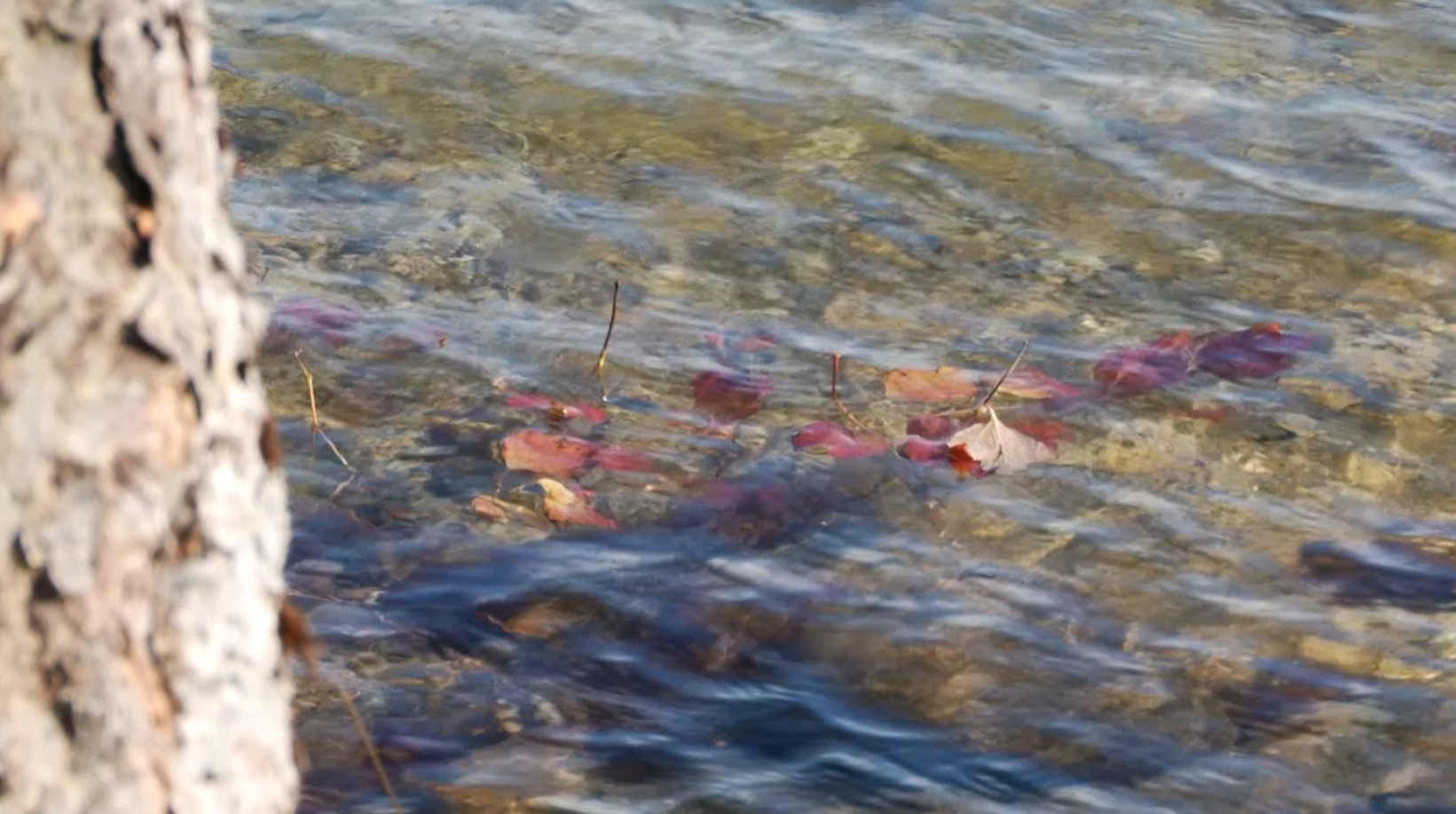 Autumn Leaves In The Water