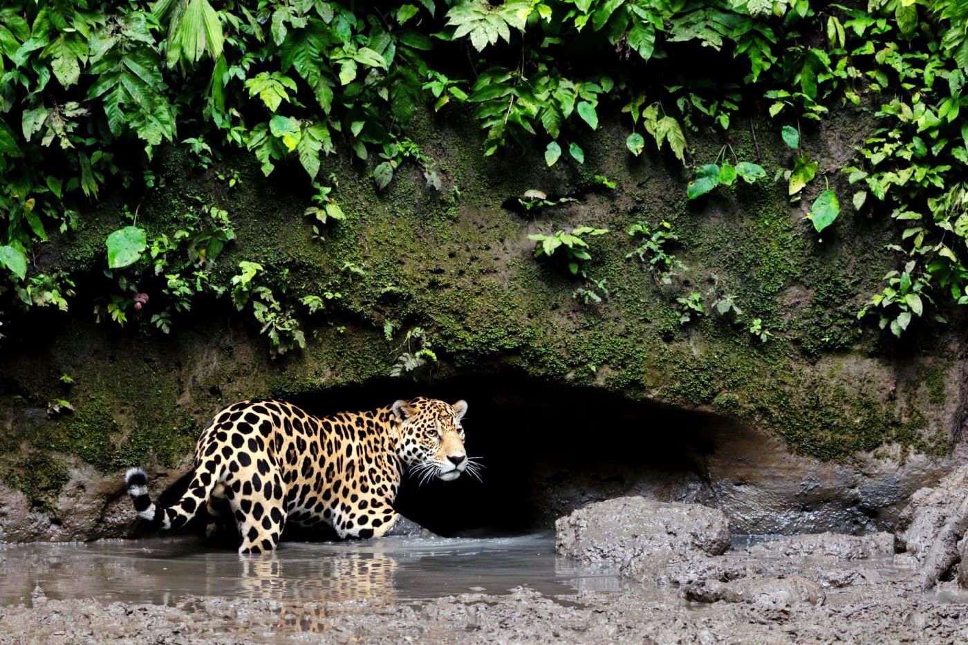 Quedan muy pocos jaguares en la Costa del Ecuador 