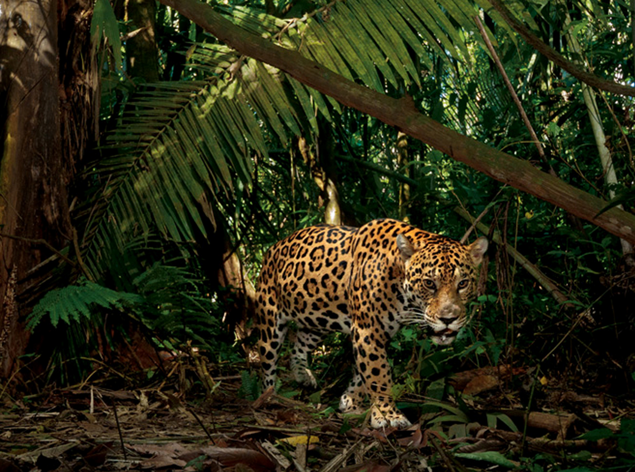 Especies en peligro de extinción en Ecuador: el jaguar