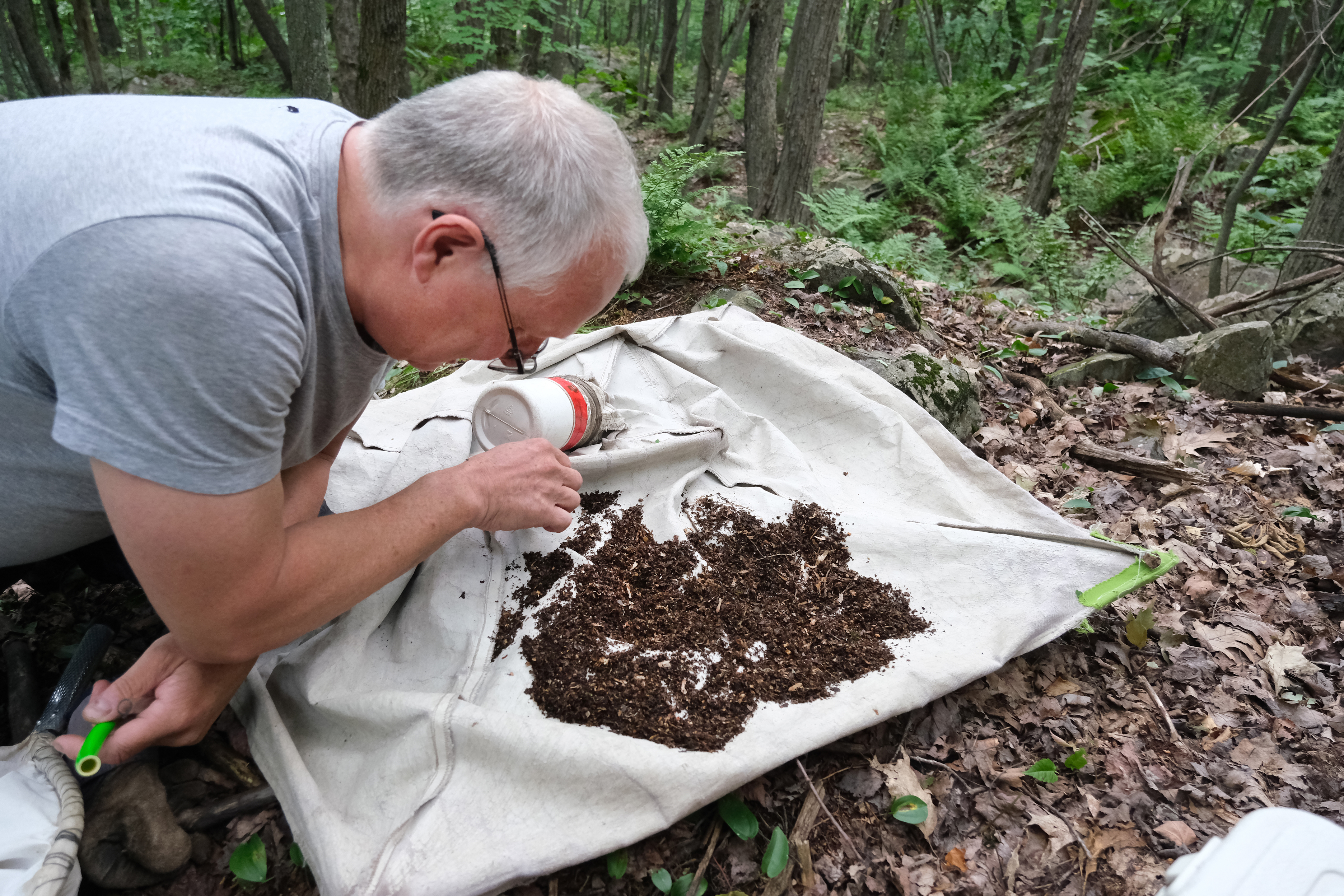 Rencontre avec Pierre Paquin, arachnologue reconnu au Québec.

Il a été mandaté par la Ville de Granby pour faire l’inventaire des araignées au Boisé Miner.

Il nous explique comment il fonctionne.

 

MF sur place