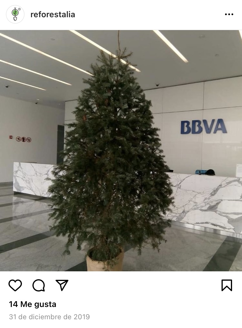 Cuánto cuesta un árbol de Navidad natural?