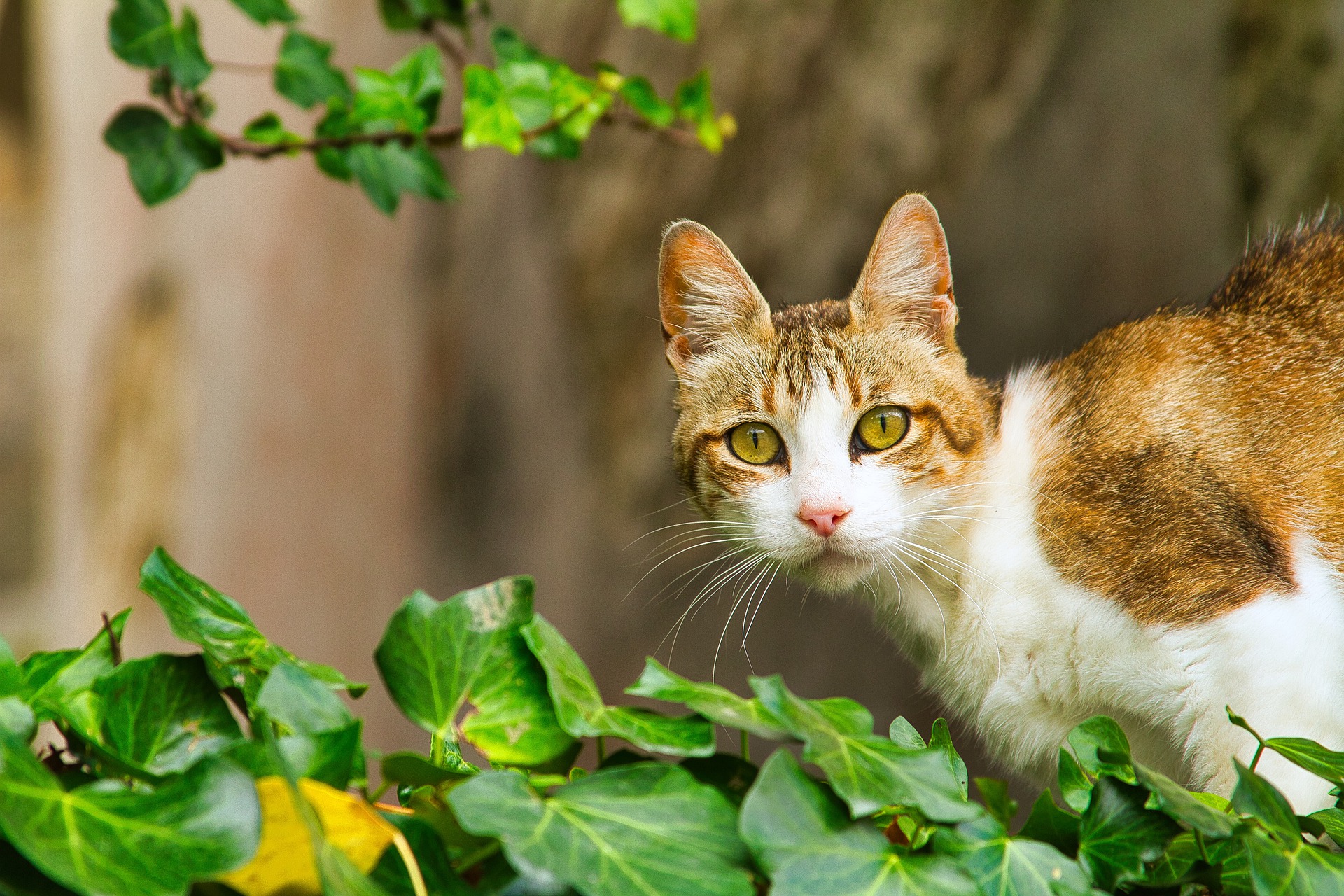 Cómo evitar que mi gato se coma las plantas? - Yo Animal