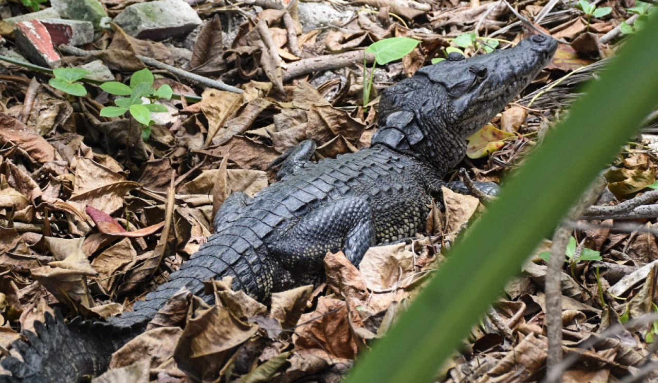 Tampico: Cocodrilo mata a hombre que se metió en la Laguna del Carpintero