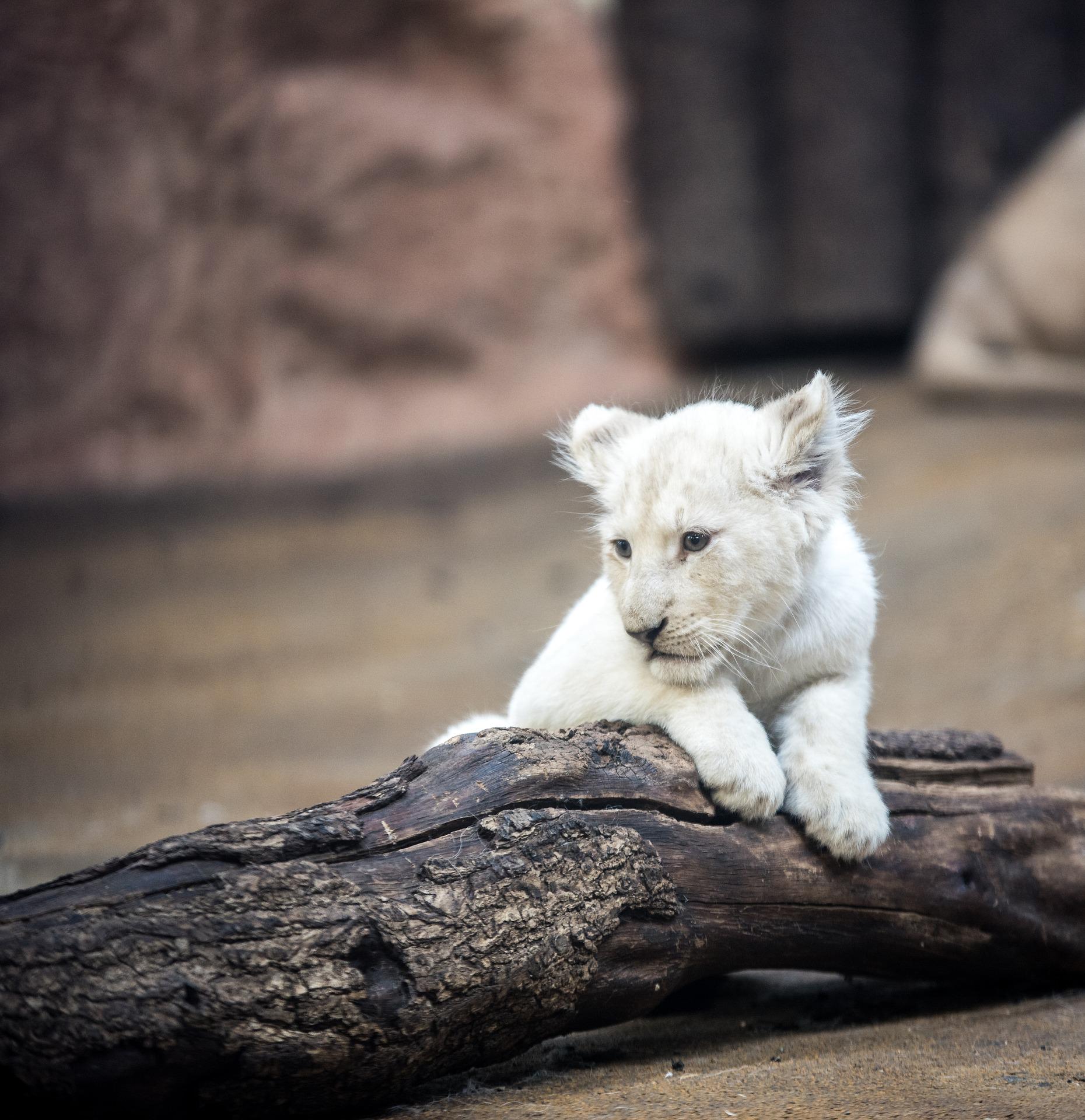 Leones matan a un hombre por defender a sus cachorros; los quería robar