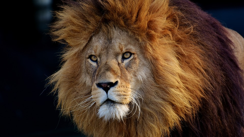 Qué significa soñar con leones?