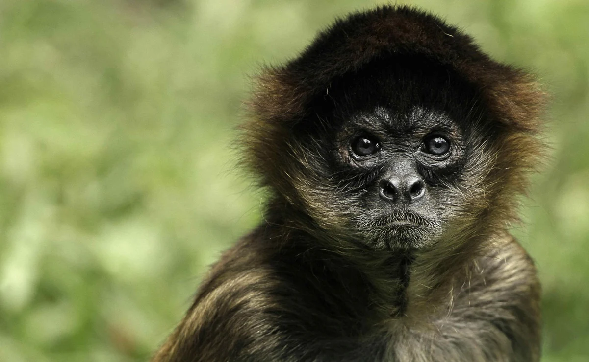 Ojalá Agarrar fin de semana Cuánto cuesta un mono araña?: La triste búsqueda en México que revela un  tráfico de especies indomable