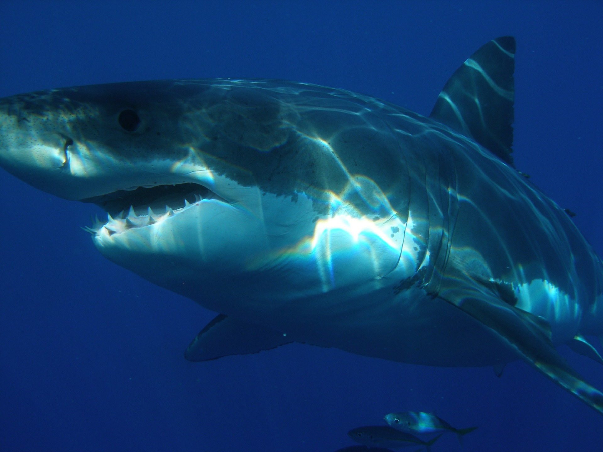 El sorprendente tiburón duende hallado en el Mediterráneo podría ser un  simple juguete